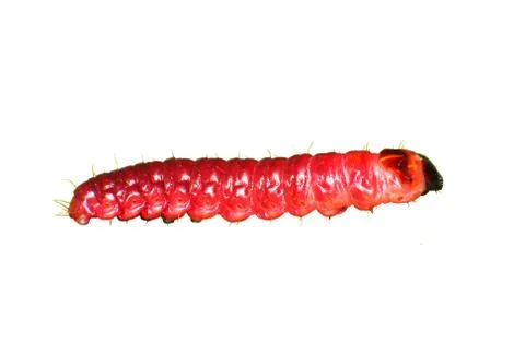 Cossus cossus larvae Stock Photos