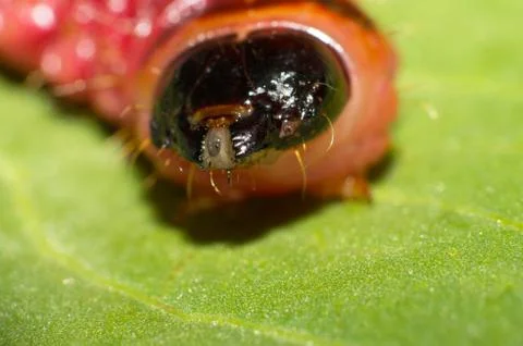 Cossus cossus larvae Stock Photos