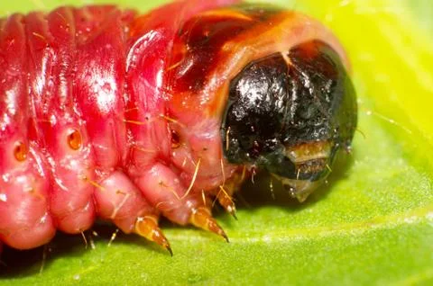 Cossus cossus larvae Foto stock