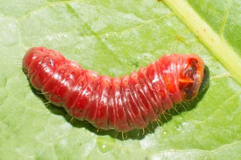 Cossus cossus larvae Stock Photos