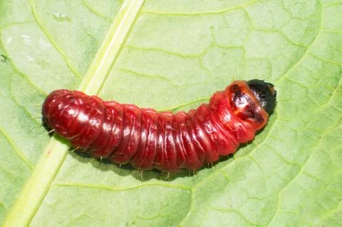 Cossus cossus larvae Stock Photos