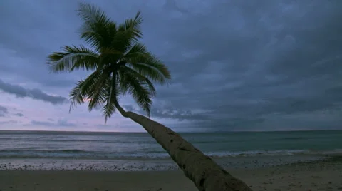 Costa Rica cloudscape palm tree beach sunset Stock-Footage 49487572
