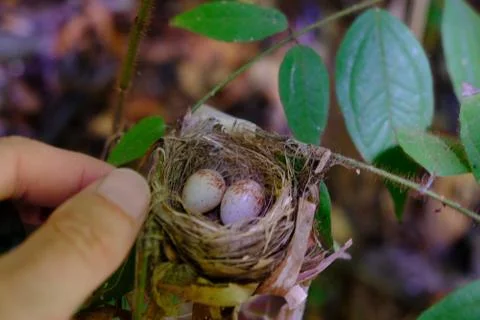 Costa Rica Corcovado National Park Hummingbird nest and eggs Stock Photos