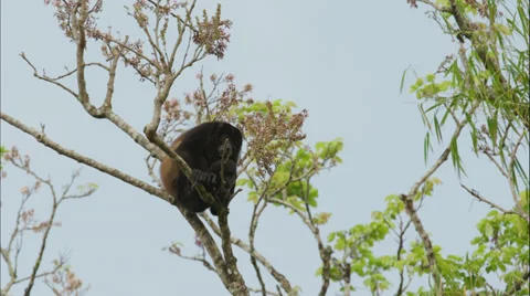 Costa Rica, Low angle view of Howler Monkey sitting on tree Stock Footage 38853273
