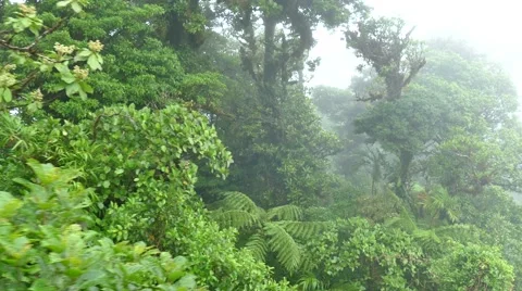Costa Rica Monteverde Cloud Forest Jungle Nature Rainforest Sky Tram Stock Footage 53891653