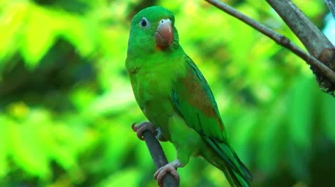 Costa rica parrot close up sitting on a branch in a tree Stock Footage