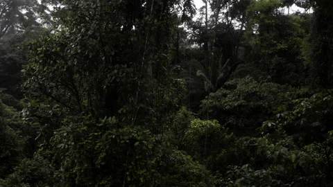 Costa rica rainforest 17 Stock Footage 130916590