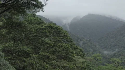 Costa Rica rainforest (native) Stock Footage 220002941