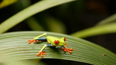 Costa Rica Red-Eyed Tree Frog Stock Footage