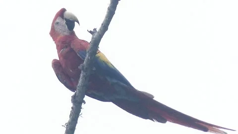 Costa Rica A Scarlet macaw in a tree on the beach near Jaco Vidéo 309821453