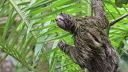 Costa Rica Sloth In Rainforest, Climbing A Tree, Brown Throated Three Toed Stock Footage