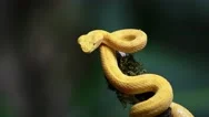 Costa Rica Snake, Wildlife Of Eyelash Viper Snake (Bothriechis Schlegelii), Stock Footage
