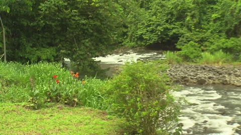 Costa Rica Stream Stock Footage 32583256