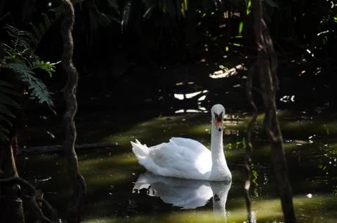 Costa Rica - Swimming Swan Stock Photos