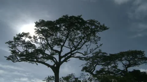 Costa Rica Tree Timelapse Video stock 22110802