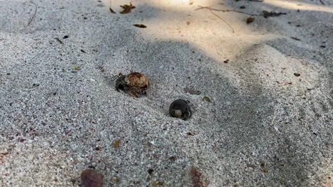 Costa Rica, two small hermit crabs coming out of their shell Stock Footage 152176306