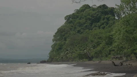 Costa Rican beach with forest background Stock Footage 342934713