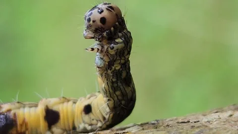 Costa Rican caterpillar in the tree Stock Footage 257941501