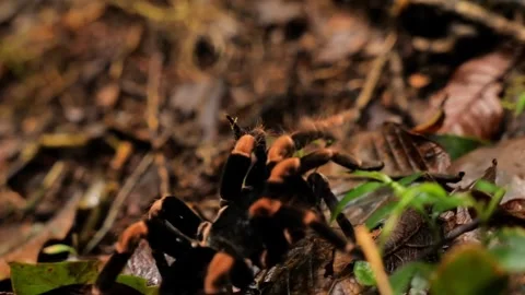 Costa Rican Tarantula in Forest. Stock Footage 307263617