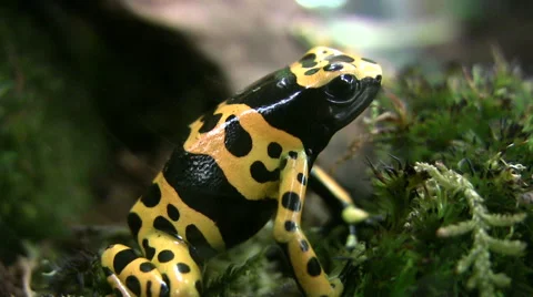 Costa Rican Variable Harlequin frog extreme close up 動画素材 51461934