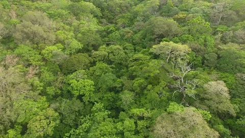 Costa Rica's Canopy Canvas: Captivating Aerial Views From Above Stock Footage 89700581