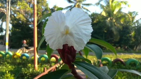 Costaceae 库存影片 134294806