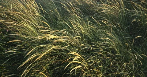 Costal Grasses Stock Footage 239034616