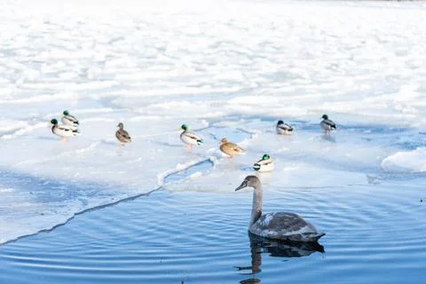 Costal Winter Stock Photos