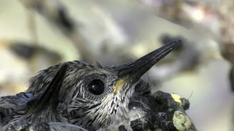 Costa's Chick EECU head, eye, bill, tongue Anza-Borrego Desert 스톡 동영상 41516910