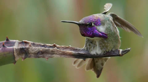 Costa's Hummingbird Stock Footage 35194329