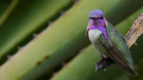 Costa's Hummingbird Stock Footage 35194340