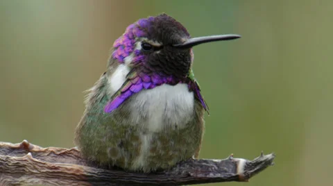 Costa's Hummingbird Stock Footage 35194355