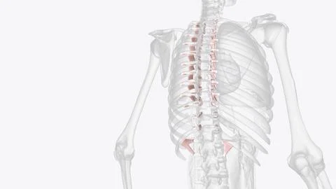 Costovertebral joint ligaments Stock Illustration