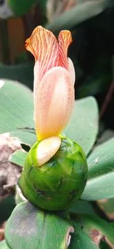 Costus Stock Photos