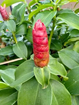 Costus speciosus 스톡 사진