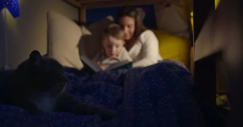 Cosy cat Bedtime reading focus pull Video stock 45664556