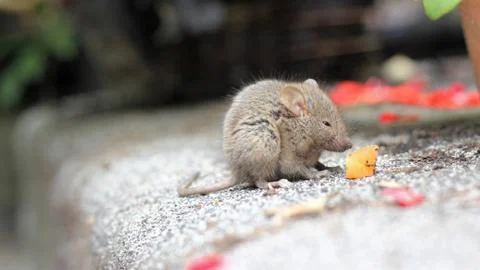 The cosy mouse Stock Photos
