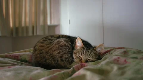 Cosy tabby pet cat sleeps on the bed Stock Footage 339621606