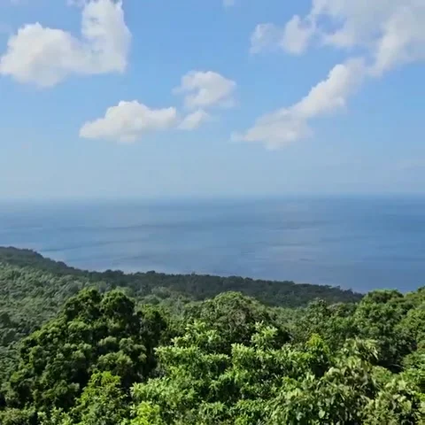 Cot Sibire Stock Footage 296745298