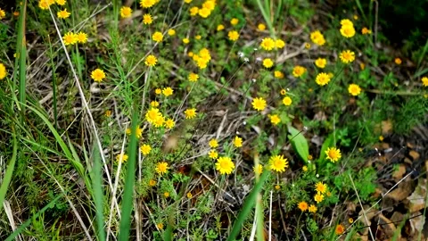 Golden Oxeye Daisy Stock Footage ~ Royalty Free Stock Videos | Pond5