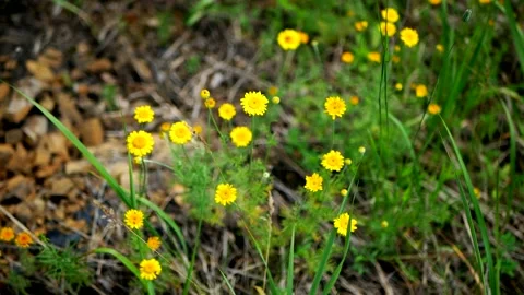 Golden Oxeye Daisy Stock Footage ~ Royalty Free Stock Videos | Pond5