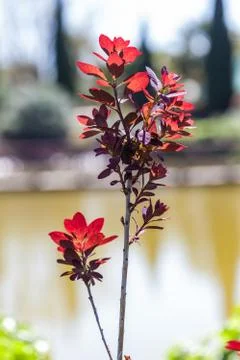 Cotinus coggygria Stock Photos