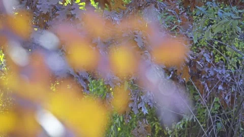 Cotinus coggygria, Rhus cotinus, Stock Footage 87764636