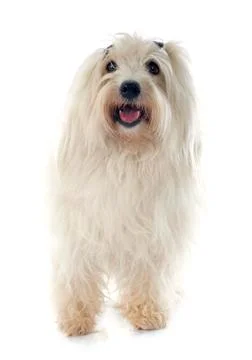 Coton de tulear Stock Photos