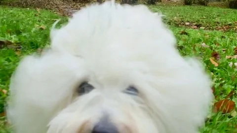 Coton de Tulear shakes head Stock Footage 72316980