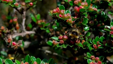 Cotoneaster and bumblebee Stock Footage 313621989