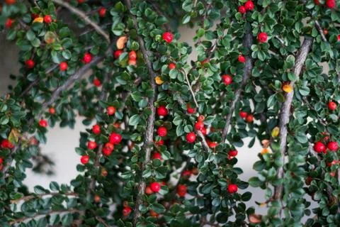 Cotoneaster background texture Stock Photos