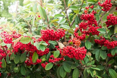 Cotoneaster berries close-up. Cotoneaster coriaceus ornamental plant with v.. Stock Photos