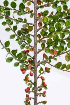 Cotoneaster with berries Stock Photos