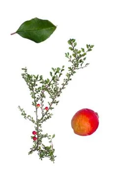 Cotoneaster with berry and leaf beside isolated on white background. Stock Photos